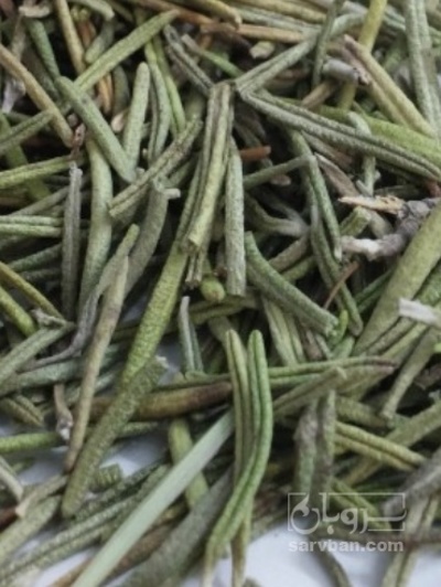 فروش رزماری (گیاه‌ دارویی)