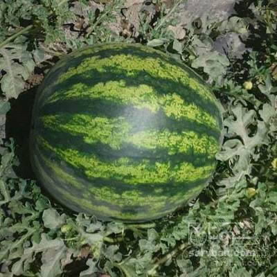 فروش هندوانه