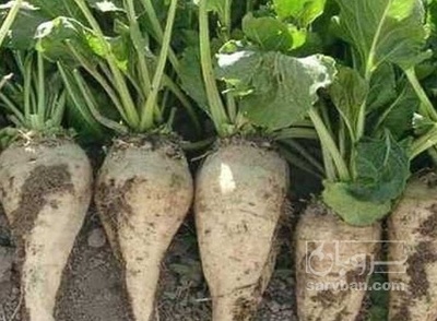 فروش چغندر قند