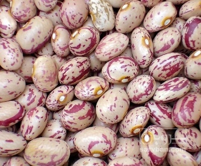 فروش لوبیا چیتی