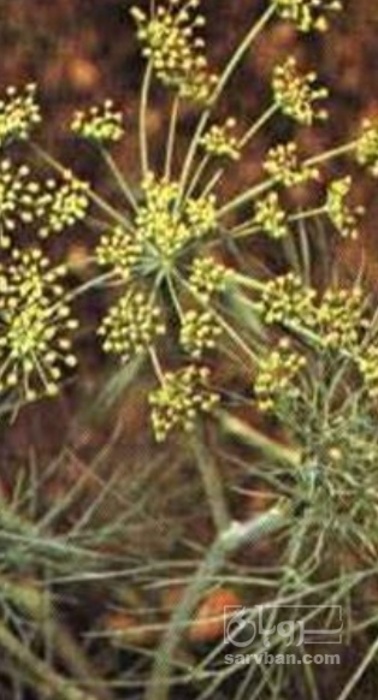 فروش زیره پوشال عرق گیری