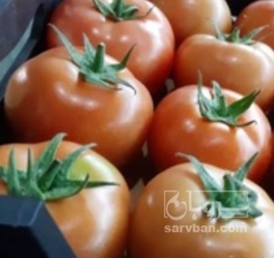 فروش گوجه فرنگی زمینی۴۱۲۹ | سروبان