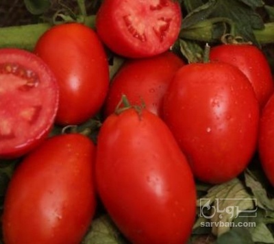 فروش گوجه فرنگی متین | سروبان