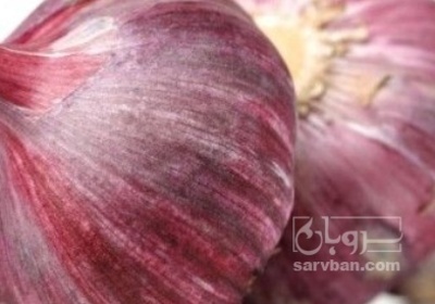 فروش سیر قرمز تر