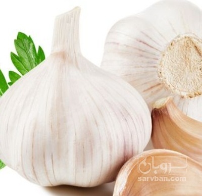 فروش سیر تر سفید