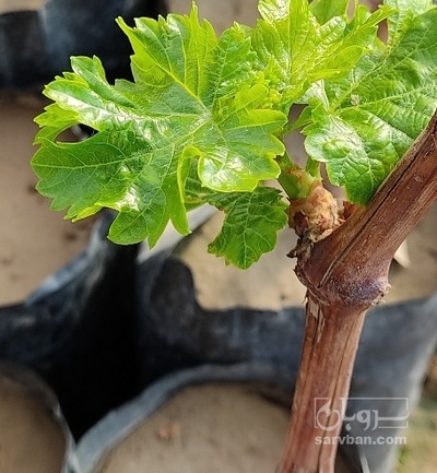 فروش نهال انگور بی دانه سفید