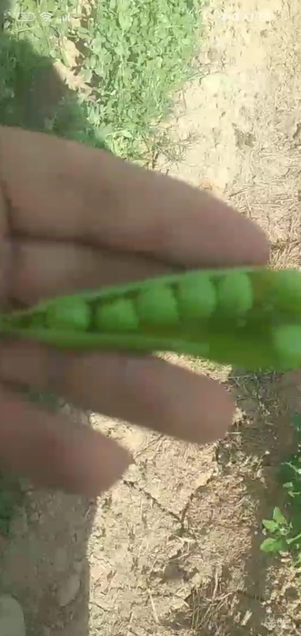 فروش نخود فرنگی