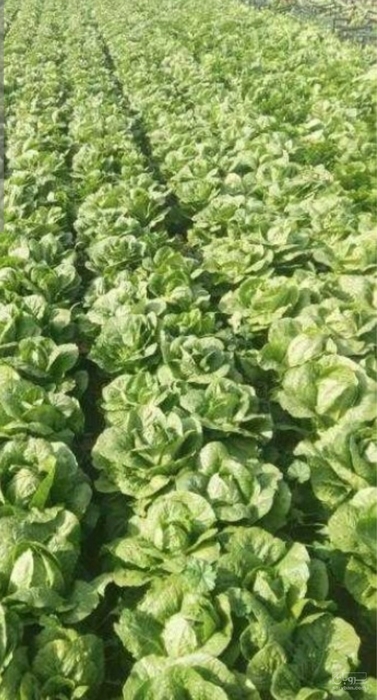 فروش کاهو ایرانی - رومانو