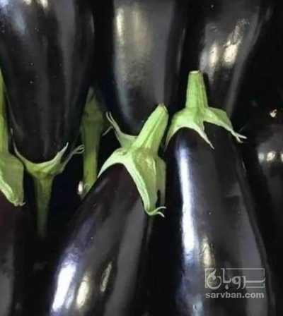 فروش بادمجان