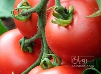 فروش گوجه فرنگی | سروبان