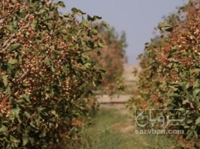فروش پسته