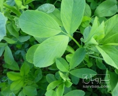فروش یونجه