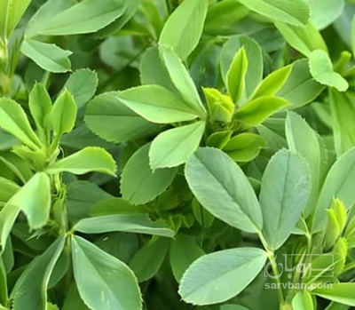 فروش یونجه