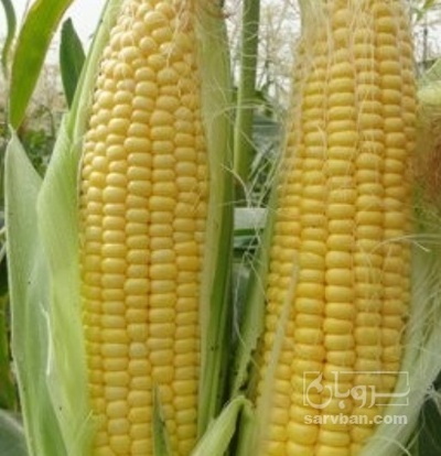 فروش ذرت مکزیکی