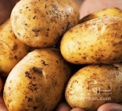 فروش سیب زمینی