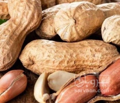 فروش بادام زمینی بو داده