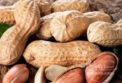 فروش بادام زمینی