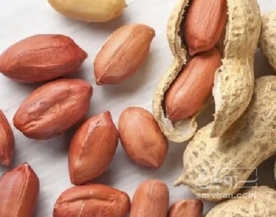 فروش بادام زمینی