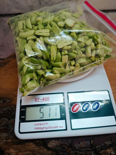 فروش باقلا تازه - باقالی - باقالا