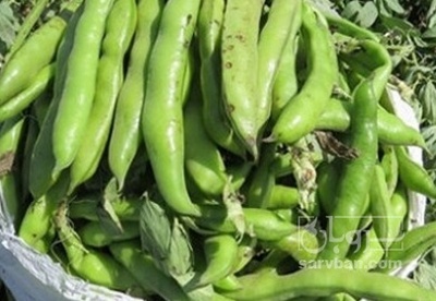 فروش باقلا تازه - باقالی - باقالا