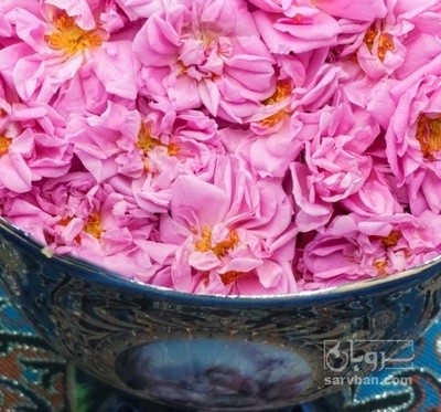 فروش گل محمدی (گیاه‌ دارویی)