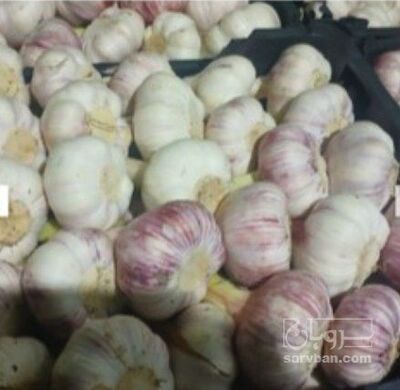 فروش سیر
