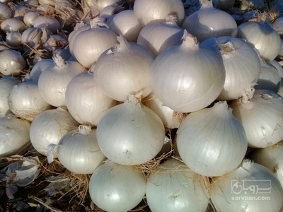 فروش پیازسفید