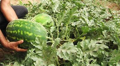 فروش هندوانه