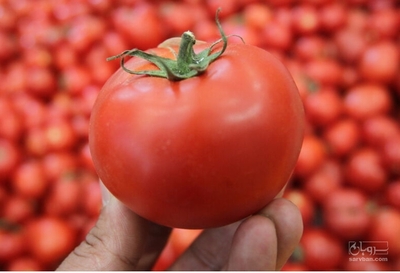 فروش گوجه فرنگی گرد