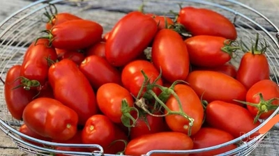 فروش گوجه فرنگی کشیده