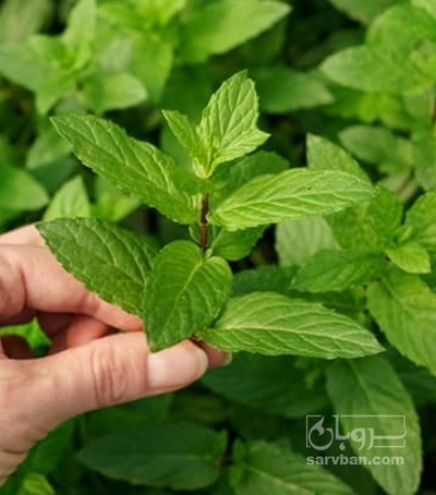 فروش نعناع