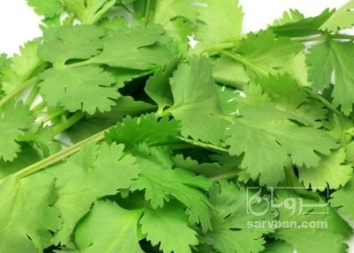 فروش گشنیز