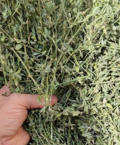 فروش یونجه