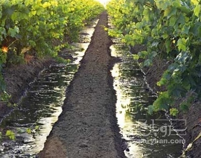 فروش انگور سیاه