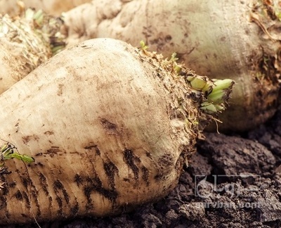 فروش چغندر قند