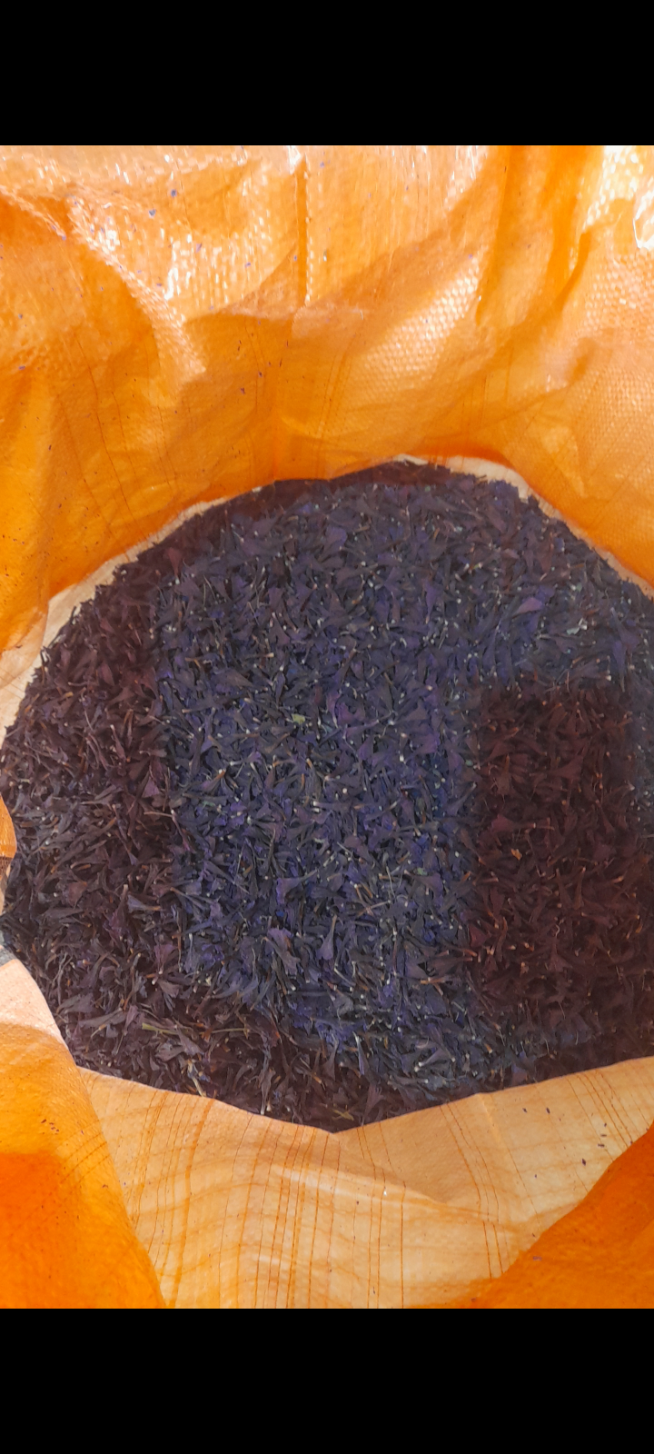 فروش گل گاو زبان - گاوزبان (گیاه‌ دارویی)