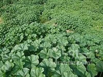 فروش پنیرک (گیاه‌ دارویی)