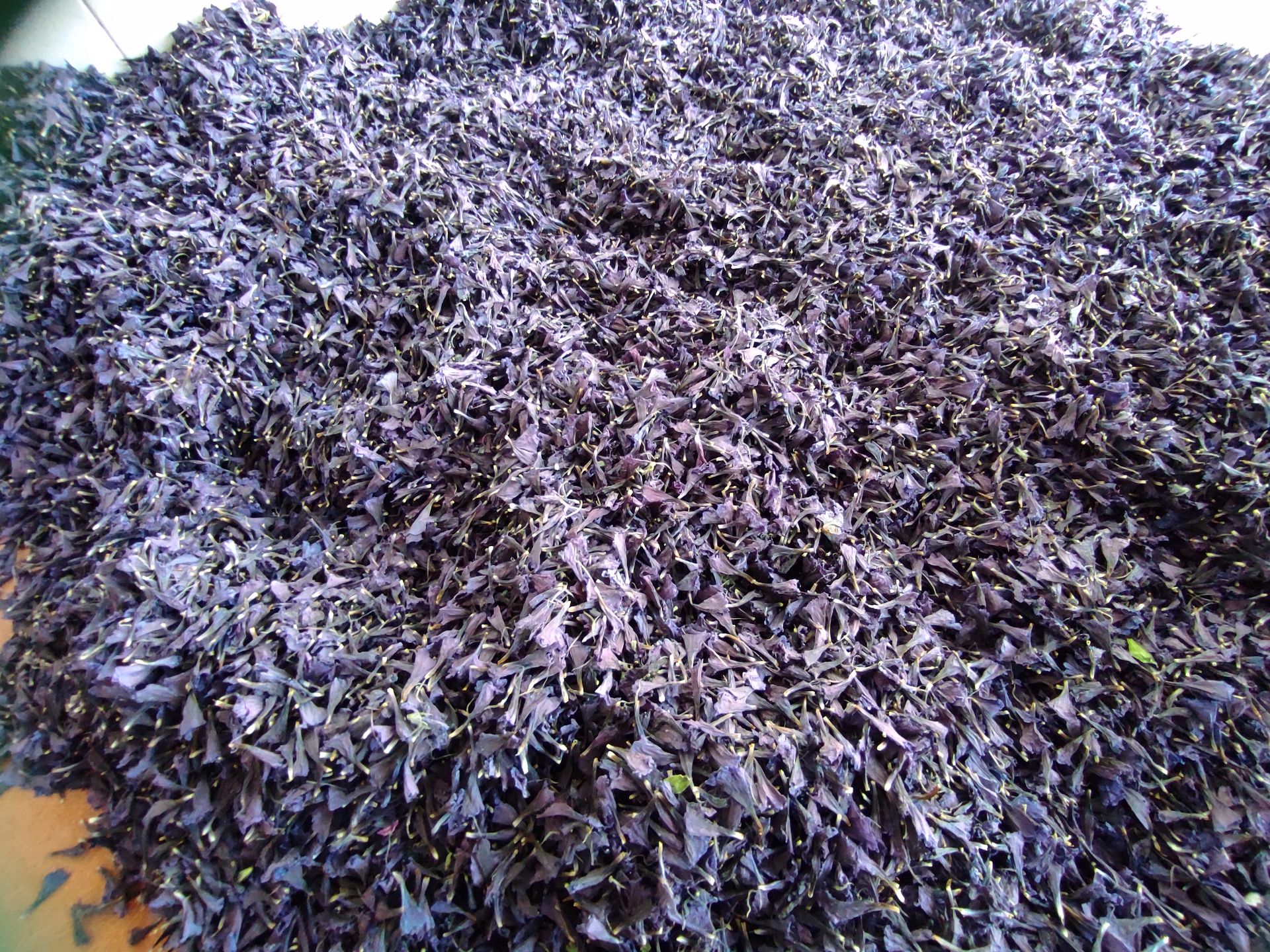 فروش گل گاو زبان - گاوزبان (گیاه‌ دارویی)