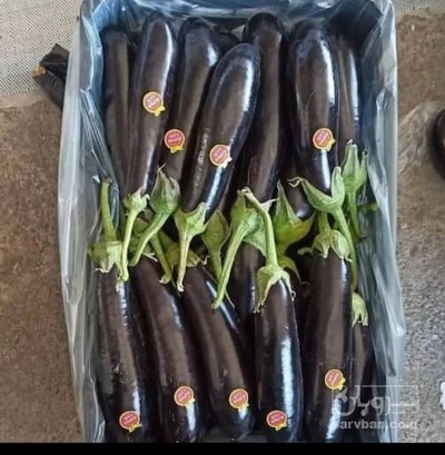 فروش بادمجان