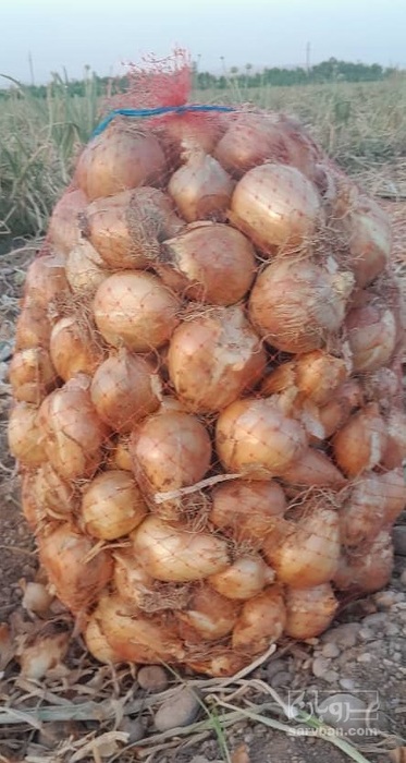 فروش پیاز طلایی