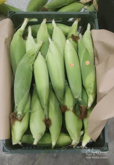 فروش ذرت مکزیکی