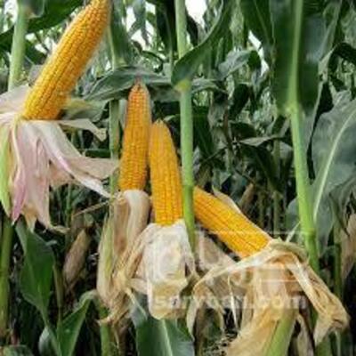 فروش ذرتعلوفه ای