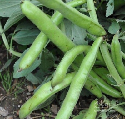 فروش باقلا تازه - باقالی - باقالا