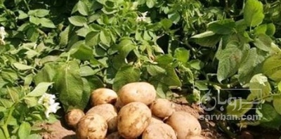 فروش سیب زمینی