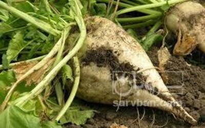 فروش چغندر قند