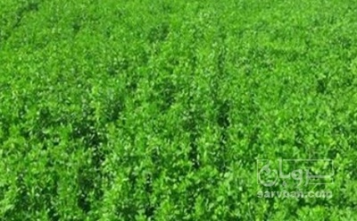 فروش یونجه