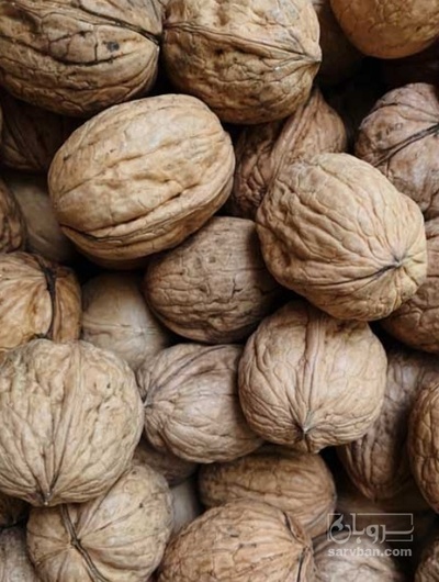 فروش گردو لشگری