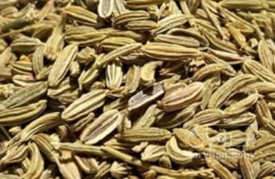 فروش رازیانه (گیاه‌ دارویی)