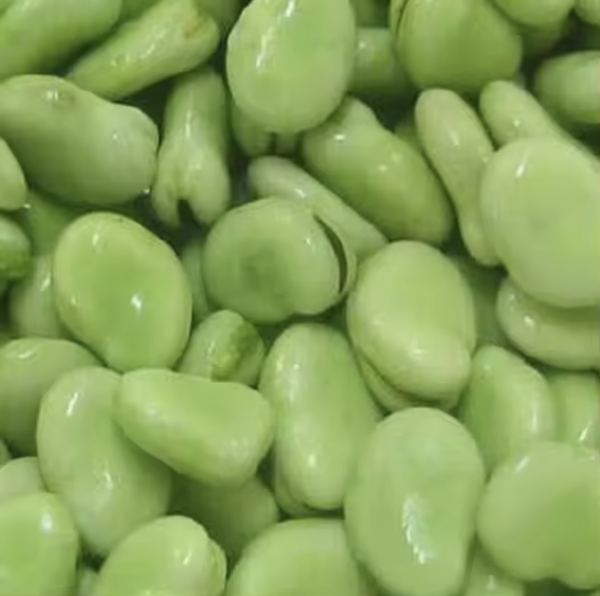 فروش باقلا تازه