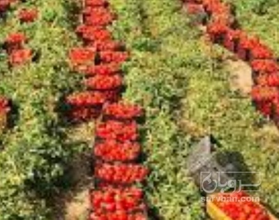 فروش گوجه فرنگی